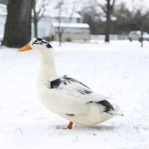 Buy Domestic Ducks Online Quality Poultry Breeds At Aylabackyard Poultry