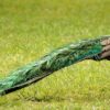 Bronze Peafowl - Image 2