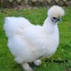 Silkie - Image 4