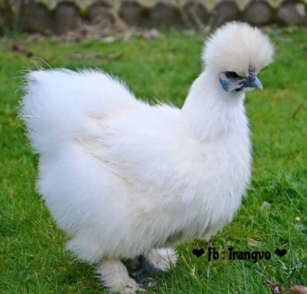 Silkie - Image 4