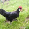 Minorca laying hens for sale – large white egg layers