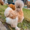 Silkie - Image 2