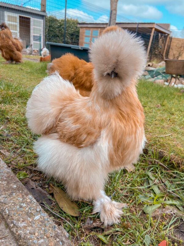 Silkie - Image 2