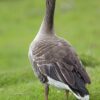 Greylag - Image 3