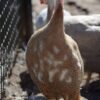 Pied Guinea Fowl - Image 2