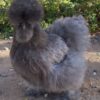 Silkie - Image 3