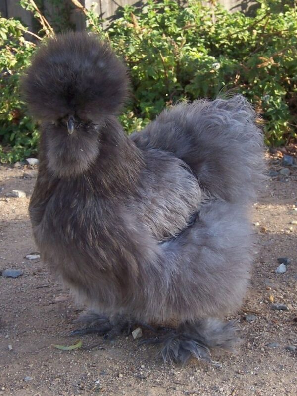 Silkie - Image 3