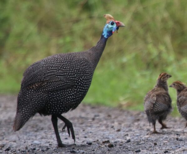 Helmeted Guinea Fowl