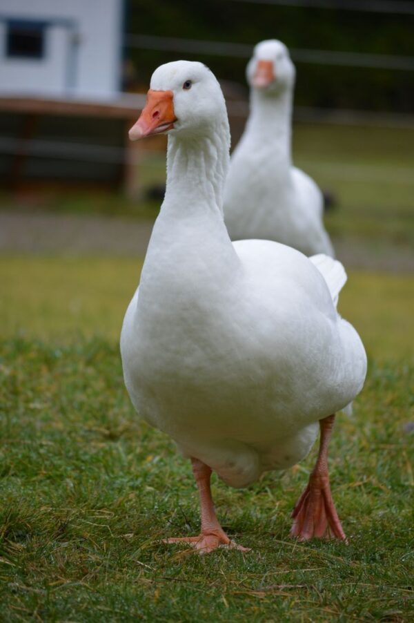Embden Geese