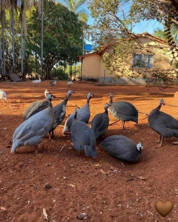 Crested Guinea Fowl - Image 4