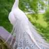 White Peafowl - Image 2