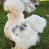 Silkie