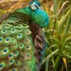 Green Peafowl ( Pavo Muticus ) - Image 4