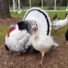 Royal Palm Turkeys