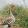 Greylag