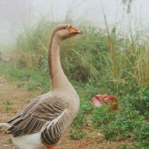 Greylag