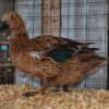 Elizabeth Duck