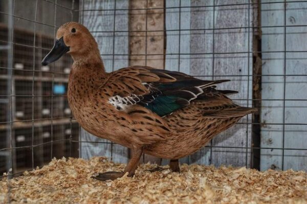Elizabeth Duck