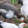 Pied Guinea Fowl - Image 3