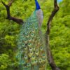 Indian Blue Peafowl ( Pavo Cristatus ) - Image 2