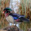 Wood Ducks