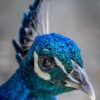 Indian Blue Peafowl ( Pavo Cristatus )