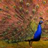 Indian Blue Peafowl ( Pavo Cristatus ) - Image 4