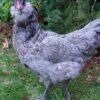 Araucana - Image 2
