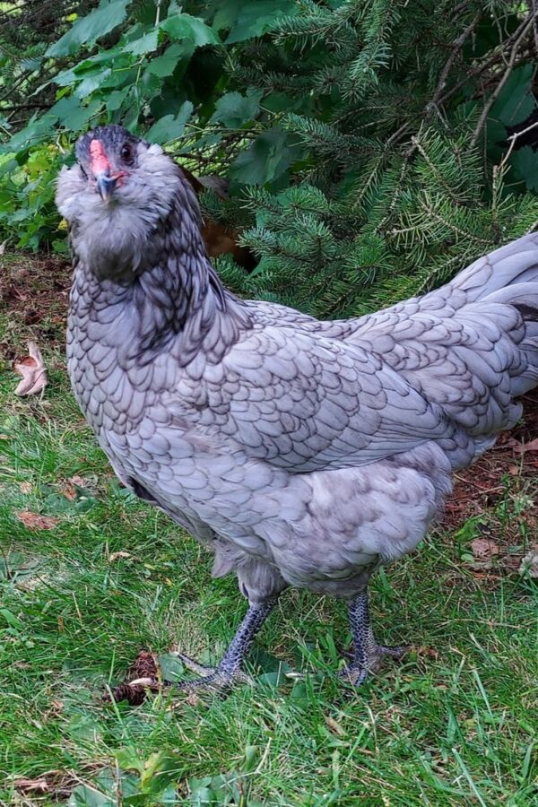 Araucana - Image 2