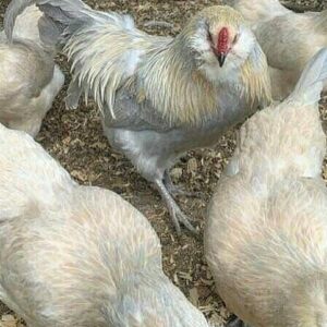 Ameraucana laying hens for sale – buy blue egg layers