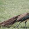 Bronze Peafowl - Image 3