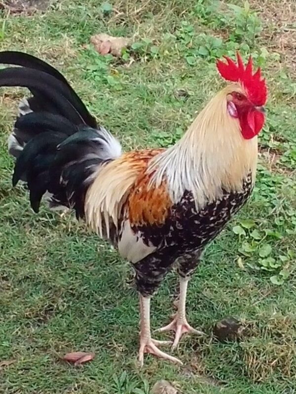 Leghorn - Image 2