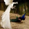 White Peafowl - Image 3