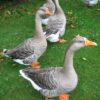 Greylag - Image 2