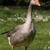 Greylag - Image 4