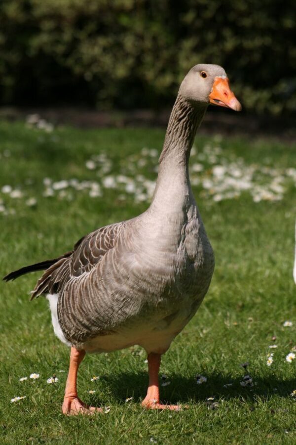 Greylag - Image 4