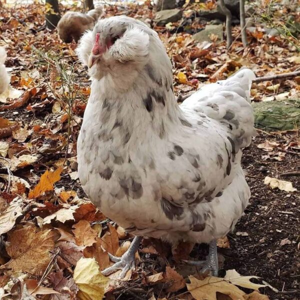 Ameraucana - Image 3