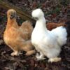 Silkie - Image 5