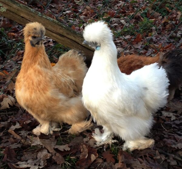 Silkie - Image 5