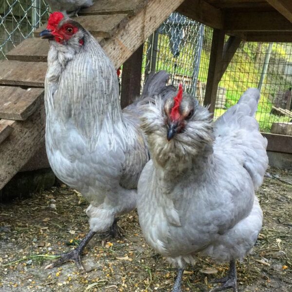 Araucana