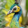 Green Peafowl ( Pavo Muticus ) - Image 2