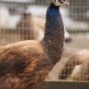 Purple Peafowl - Image 2