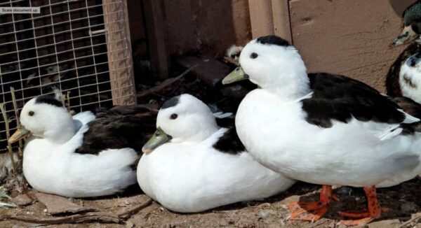 Call Ducks
