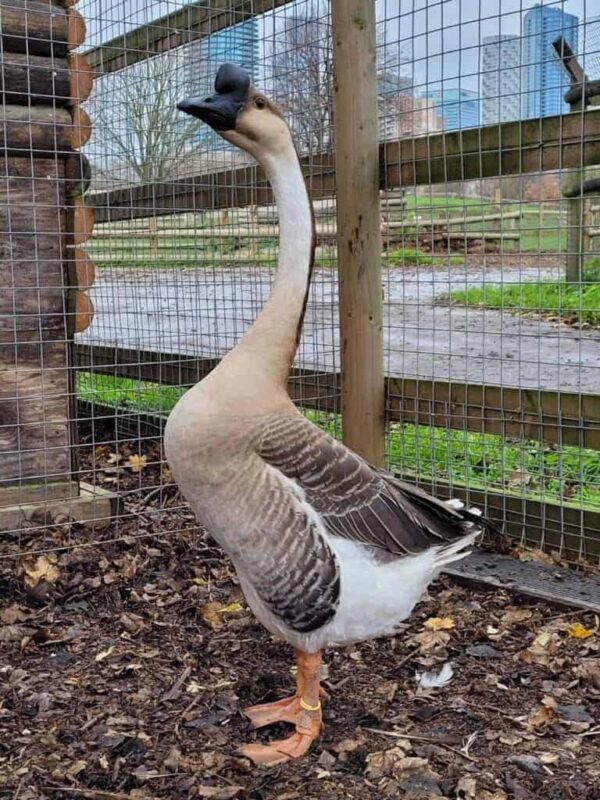 Chinese Goose