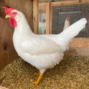Leghorn