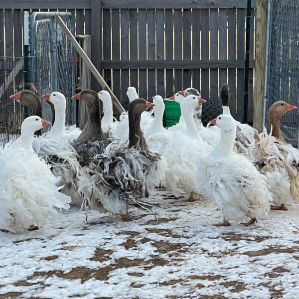 Sebastopol Goose
