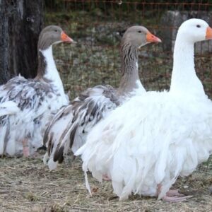 Sebastopol Goose