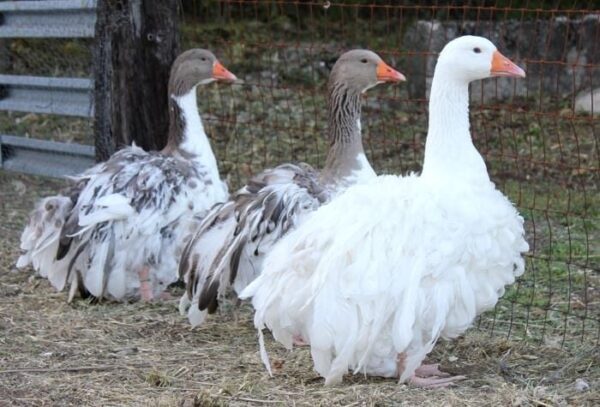 Sebastopol Goose