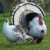 Royal Palm Turkeys