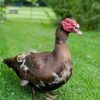 Elizabeth Duck